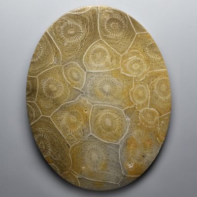 Actynociatus-247.15-ct.jpg