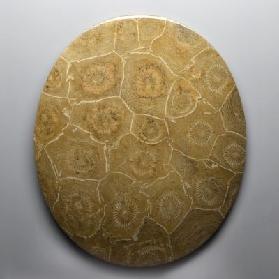 Actynociatus-342.35-ct.jpg