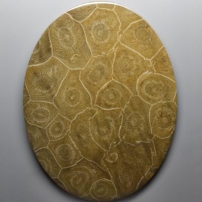Actynociatus-368.6-ct.jpg