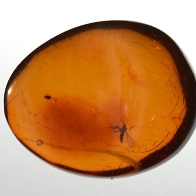 Amber-diptera-7.96-ct.a.jpg