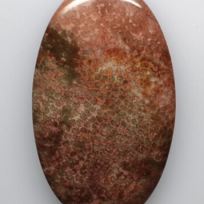 Bryozoans-30.01-ct.jpg