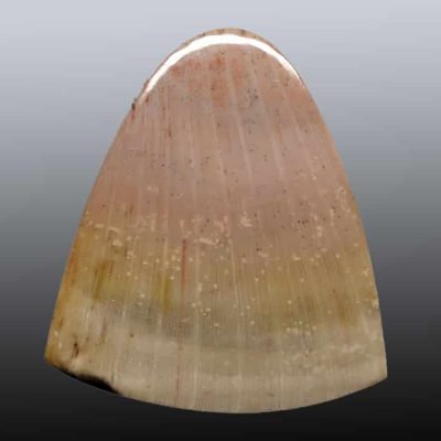 Calamites-petrified-wood-13.14-ct.jpg