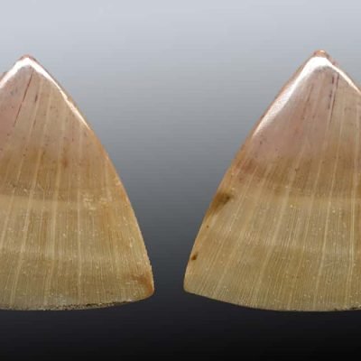 Calamites-petrified-wood-16.94-ct.jpg