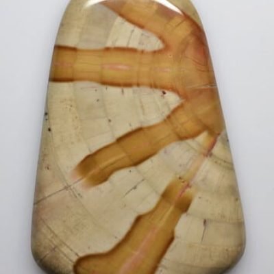 Dadoxylon-149.09-ct.-1.jpg