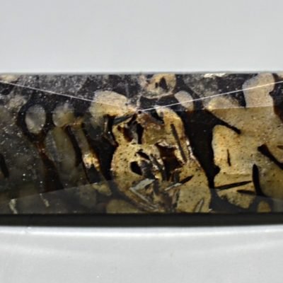 Dinosaur-bone-plesiosaurus-1.80-ct.jpg