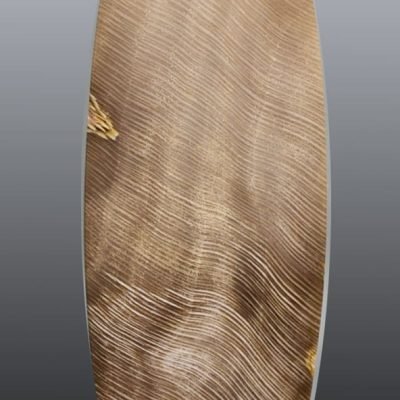 Fossil-Carya-Hickory-wood-131.06-ct.jpg