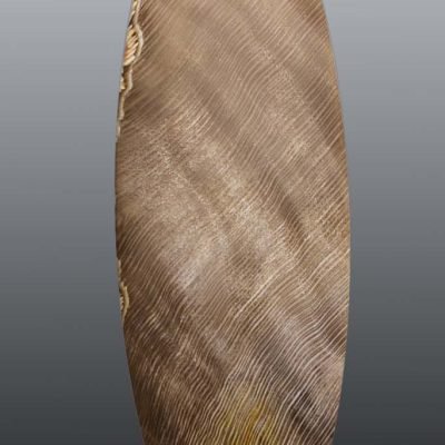 Fossil-Carya-Hickory-wood-141.88-ct.jpg