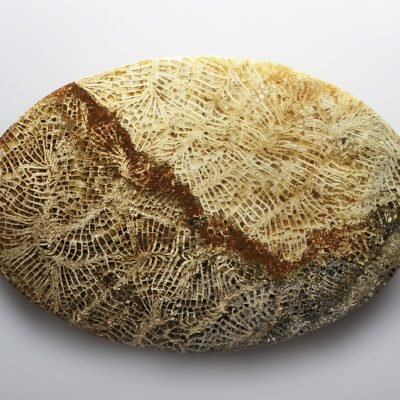 Fossil-coral-137.46-ct.jpg