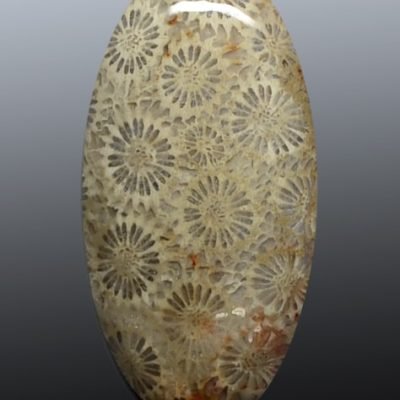 Fossil-coral-64.76-ct.jpg