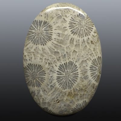 Fossil-coral-69.07-ct.-Copy.jpg
