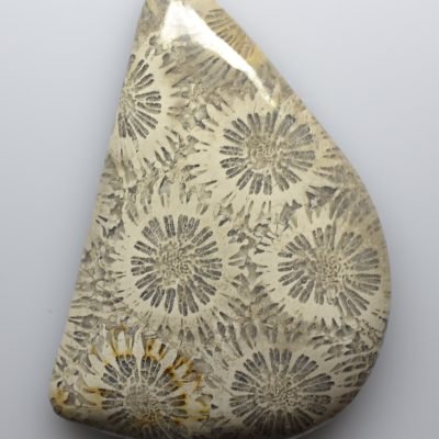 Fossil-coral-79.61-ct.jpg