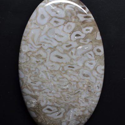 Fossil-root-palm-wood-155-ct.jpg