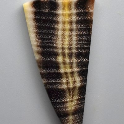 Oak-fossil-wood-22.23-ct.jpg