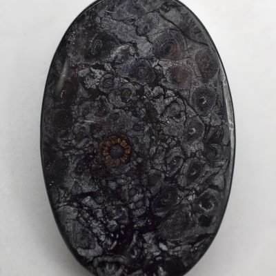 Osmundaceae-21.16-ct.jpg