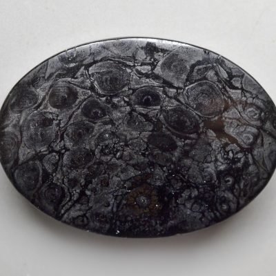 Osmundaceae-24.27-ct.jpg