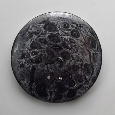 Osmundaceae-26.58-ct.jpg