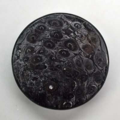 Osmundaceae-31.52-ct.jpg