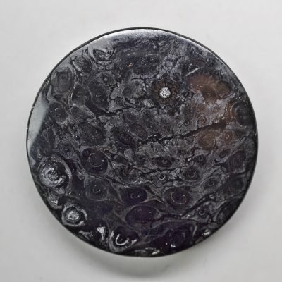 Osmundaceae-32.98-ct.jpg