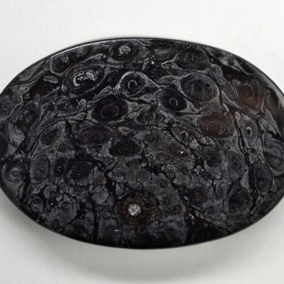 Osmundaceae-33.74-ct.jpg