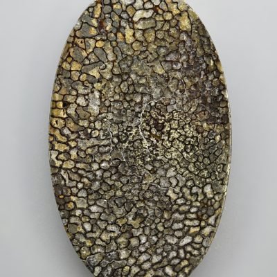 Plesiosaurus-bone-35.41-ct.jpg