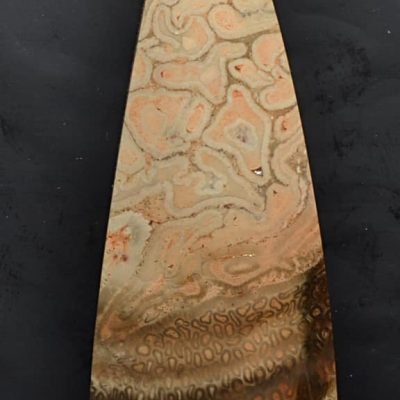 Tietea-singularis-137.10-ct.jpg