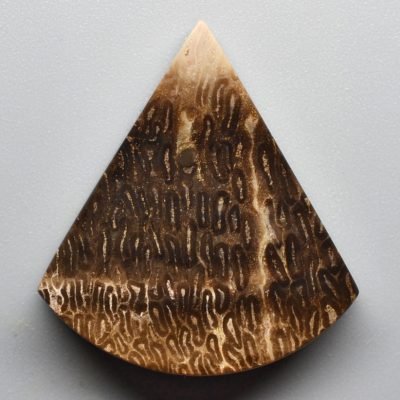 Tietea-singularis-19.16-ct.jpg