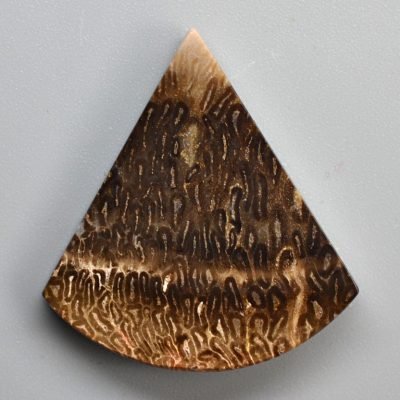 Tietea-singularis-22.12-ct.-1.jpg