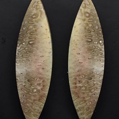 Tietea-singularis-31.08-ct.jpg