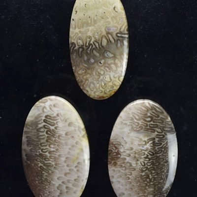 Tietea-singularis-51.12-ct.jpg
