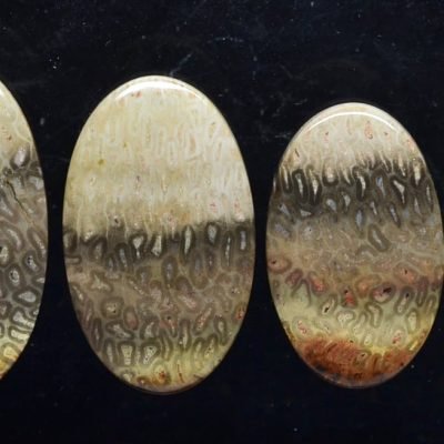 Tietea-singularis-52.02-ct.jpg