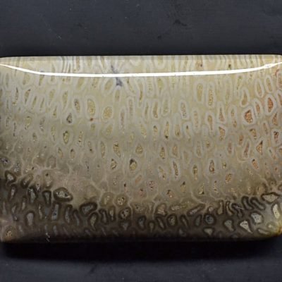 Tietea-singularis-66.11-ct.jpg
