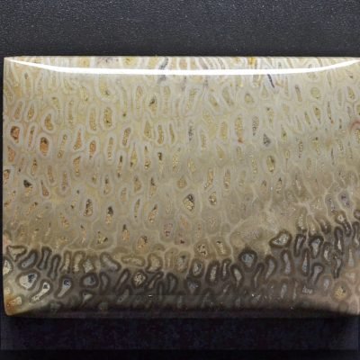 Tietea-singularis-71.68-ct.jpg
