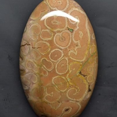 Tietea-singularis-76.19-ct.jpg