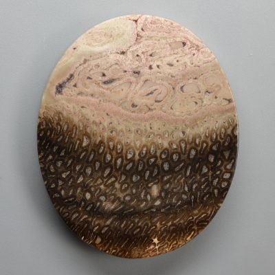 Tietea-singularis-84.11-ct.jpg