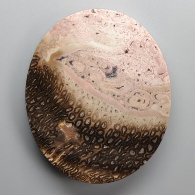 Tietea-singularis-96.18-ct.jpg