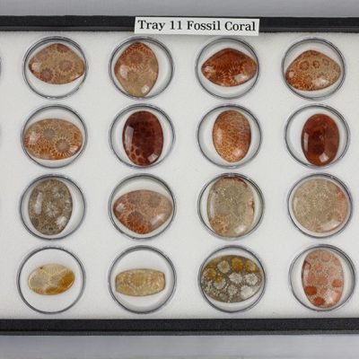 Tray 11
