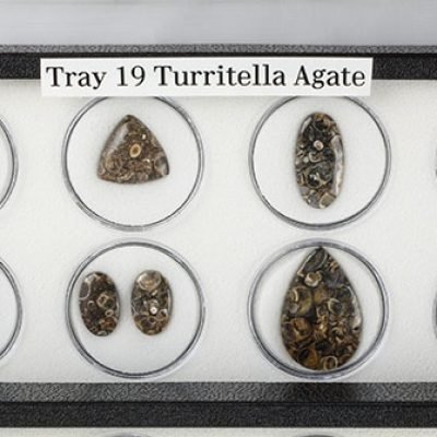 Tray 19_2