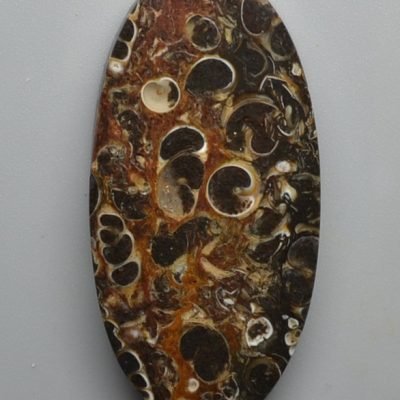 Turritella-agate-50.66-ct.jpg