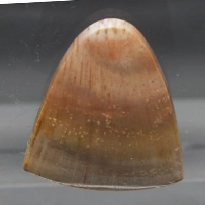 z172.jpg